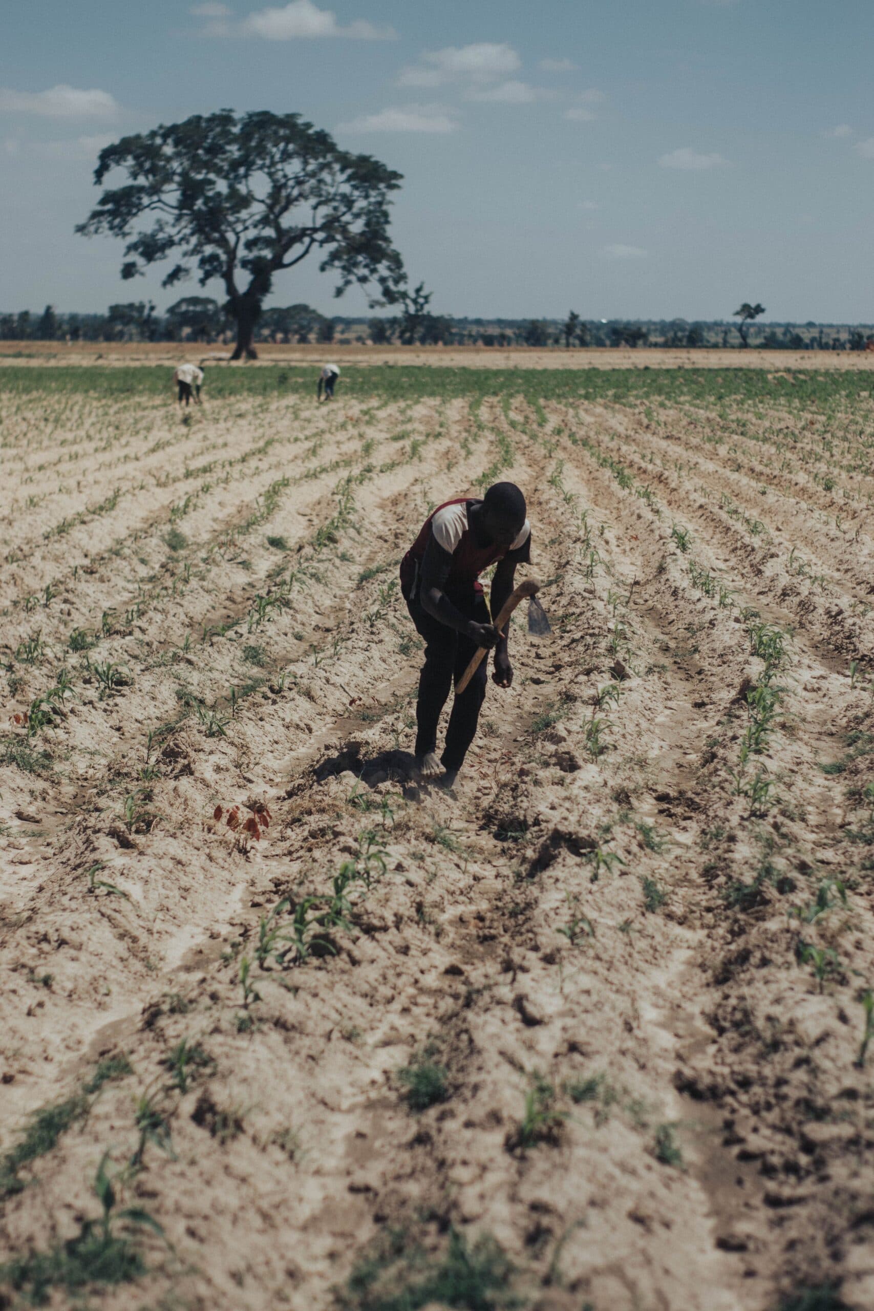 Sudan: Beyond Projects - Rethinking Agricultural Investment for Sudan's Post-War Recovery