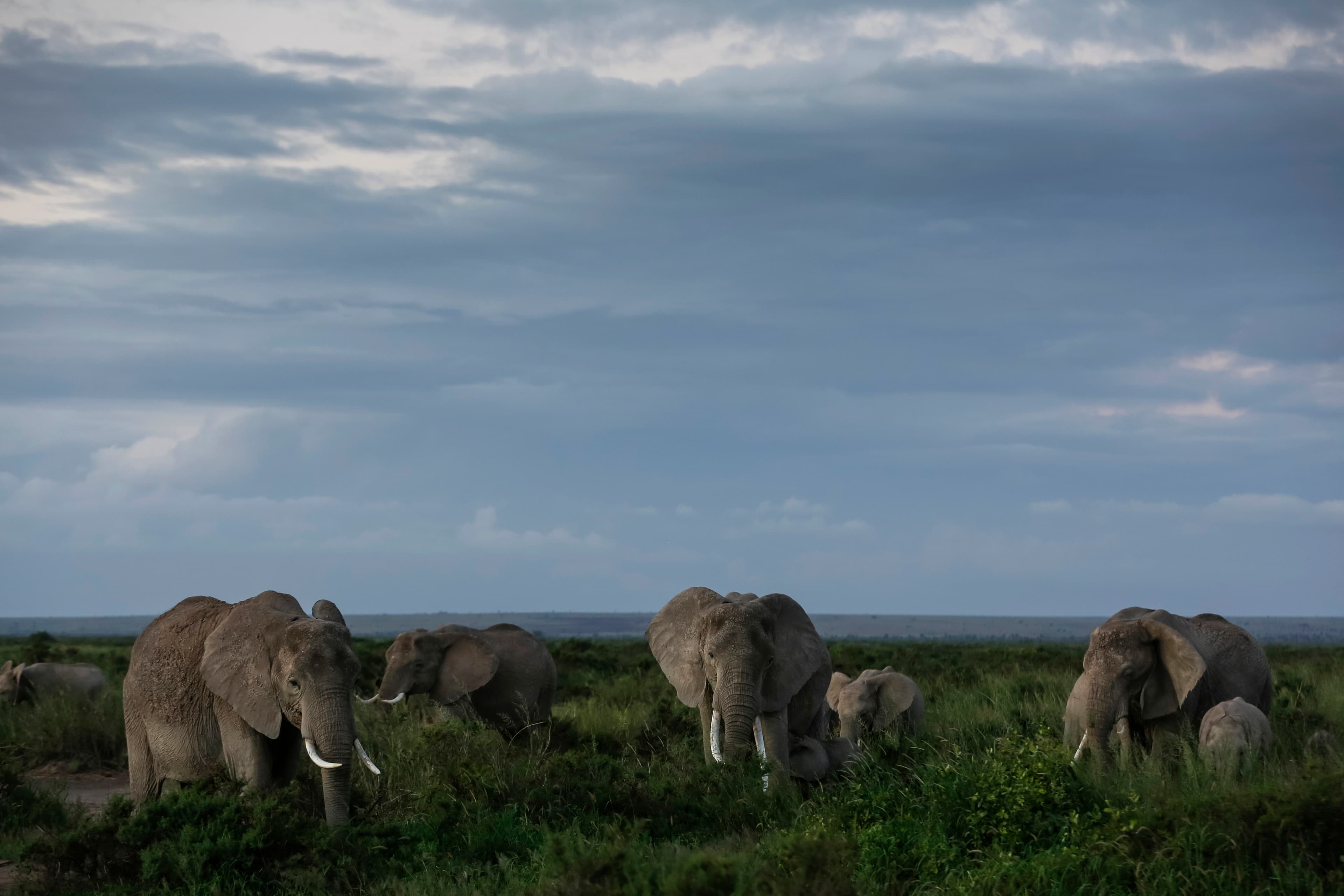 Kenya probes potential toxin after 15 elephants die in Amboseli ecosystem