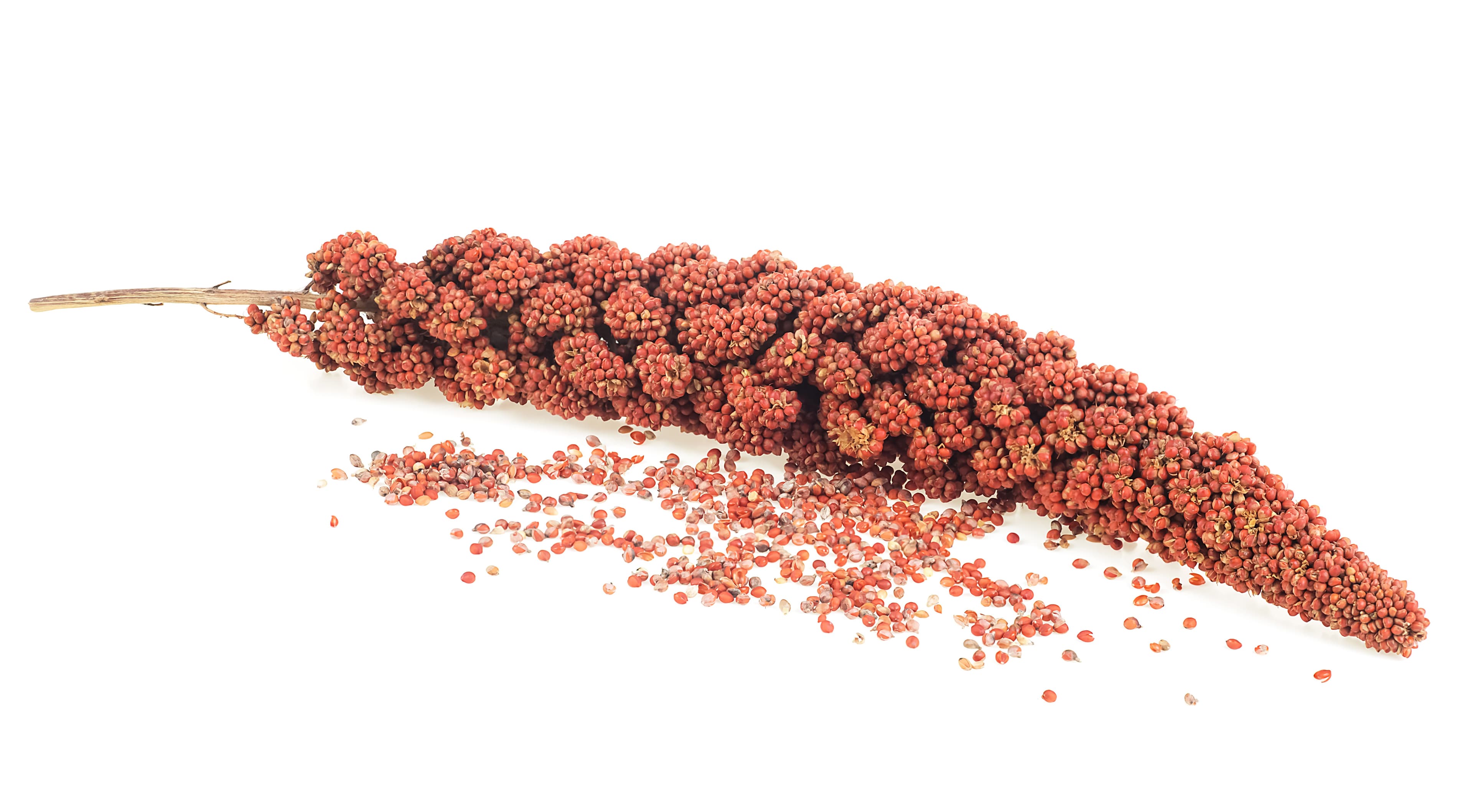 Africa: Africa's Ancient Grains Find New Favour With Gluten-Free Foodies
