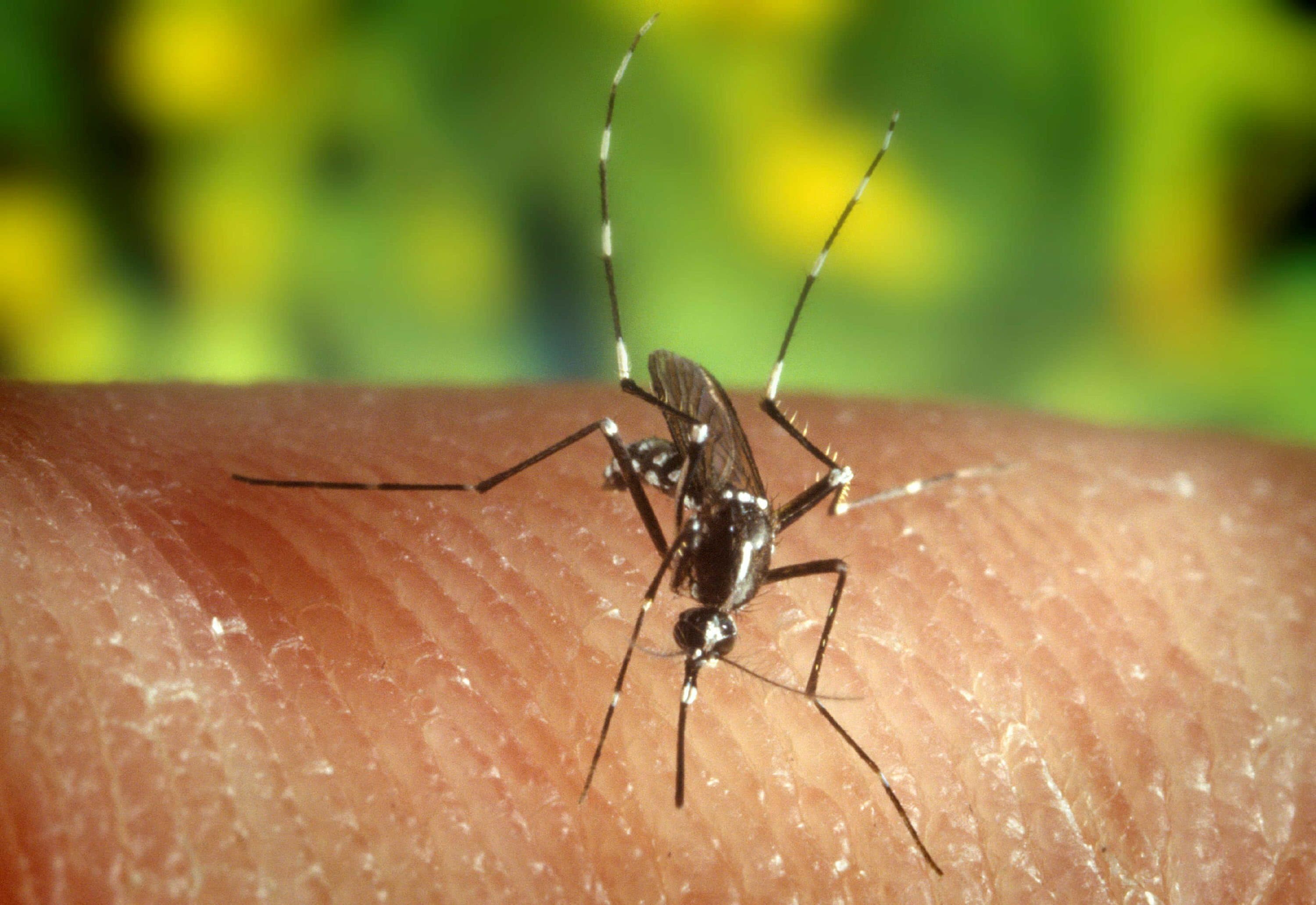 Dutch blood donor diagnosed with West Nile virus; Likely contracted in the Netherlands