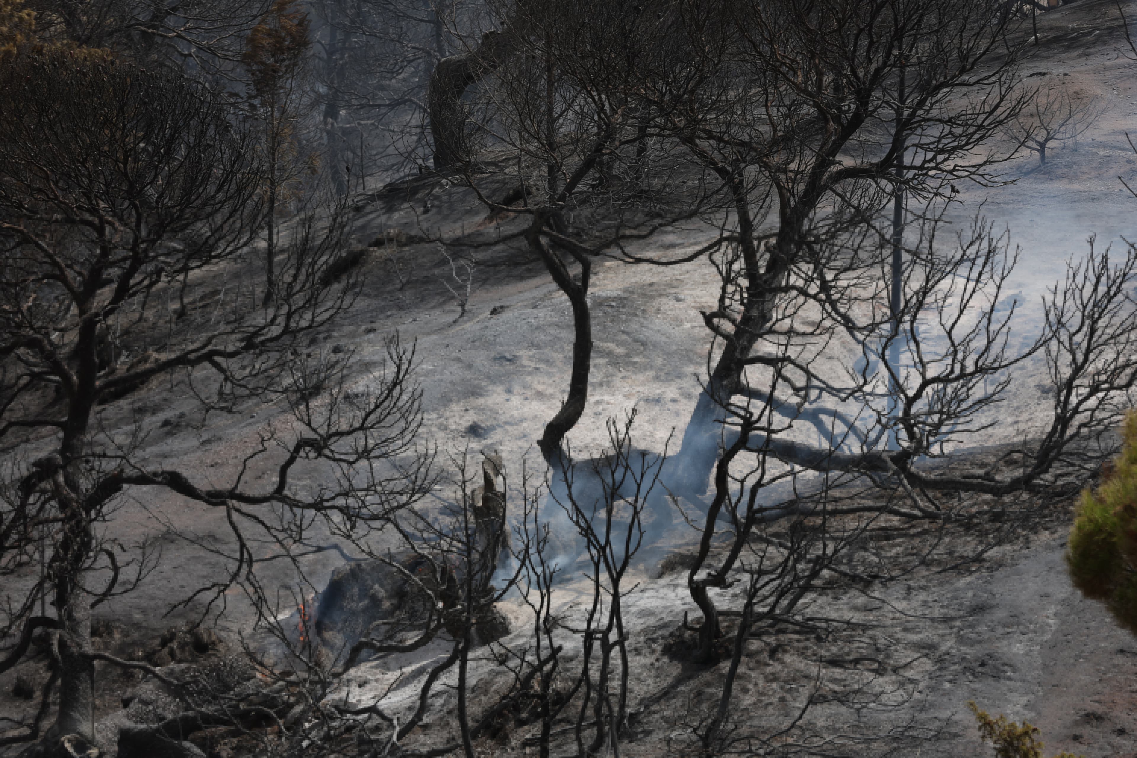 Wildfires kill 12 people across several Algerian provinces