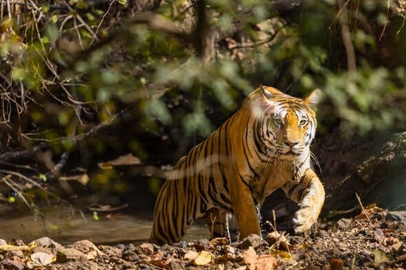 Horror tiger death as woman 'dragged 300 metres by her head'