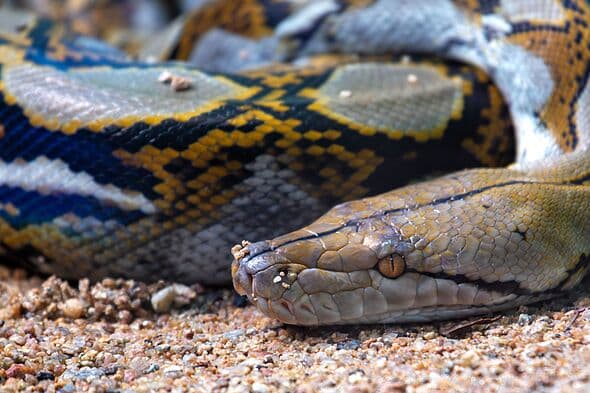 Mother swallowed whole and found fully clothed inside python after trip to the market