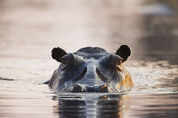 Tragedy as one-year-old baby dies and teen goes missing after horror hippo attack
