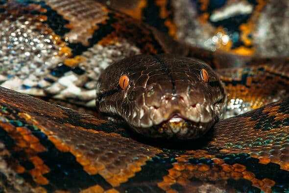 Mum-of-four swallowed whole by 20ft python as villagers cut open snake to find her body