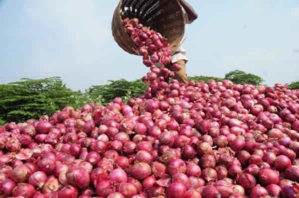 Onion producers resume exports to Ghana after talks