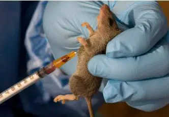 Lassa fever death toll hits 252, cases rise to 1,035 — NCDC