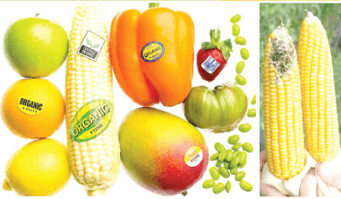 More controversy trails GMO adoption in Nigeria’s agro food system