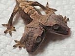 Seeing double? Incredibly rare two-headed gecko is born in Pennsylvania