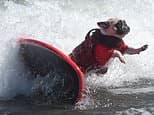 Surf's up! Pooches take to their boards for World Dog Surfing Championships