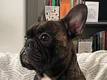 An out-of-this-world send-off! French bulldog's ashes are blasted 119,000ft into SPACE