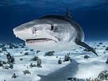 Man's leg is mauled by shark during pleasure boat fishing trip off Ireland