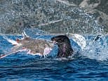 The incredible snaps making a splash: Ocean photographer of the year finalists are revealed