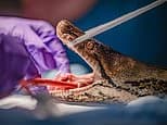 Fangs a lot! Sick snake called Jodie Foster given human cancer therapy