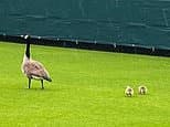Boss of tennis club that culled geese fights member revolt
