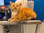Missing cat named Ginge is found 86 miles away from home... almost a year later