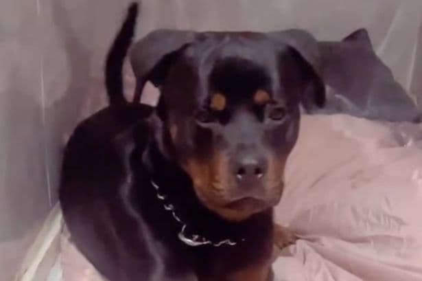 Solihull mum 'heartbroken' over dog's 'murder' as pet's tragic final moments revealed