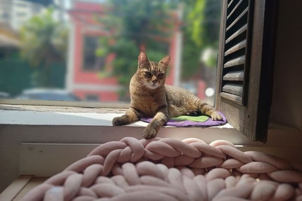 Owners of cats kept indoors sent new warning as some say 'put up nets'