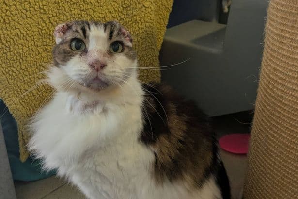 Cat 'loses ears' due to sun damage as UK pet owners warned