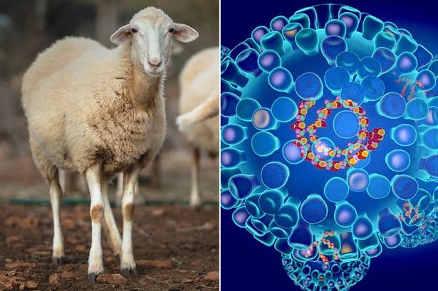 The endless summer heatwave is fuelling an outbreak of a deadly sheep disease