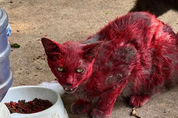 Bright red 'cat from hell' on prowl as urgent health warning issued