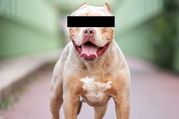 Brit woman accused of 'sex acts with XL Bully' on the run but where is the dog