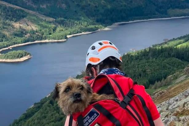 Missing dog found alive after 19 days as rescuers hear barking on Lake District mountain