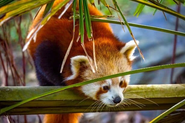 Welsh Mountain Zoo welcomes adorable red panda cubs