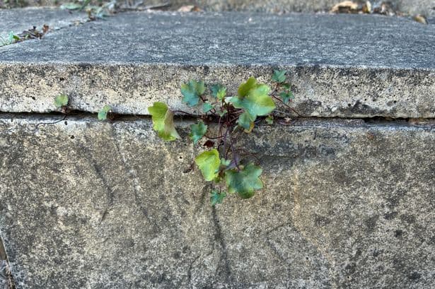 I stop weeds growing on my patio with three items everyone has in their kitchen