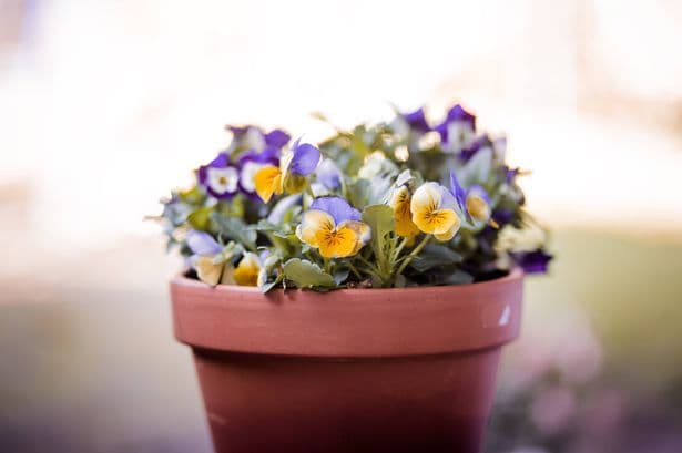 Gardeners should plant 5 flowers now for a colourful autumn