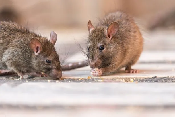 Households urged to add 1 natural item to homes and gardens to keep rats and mice away