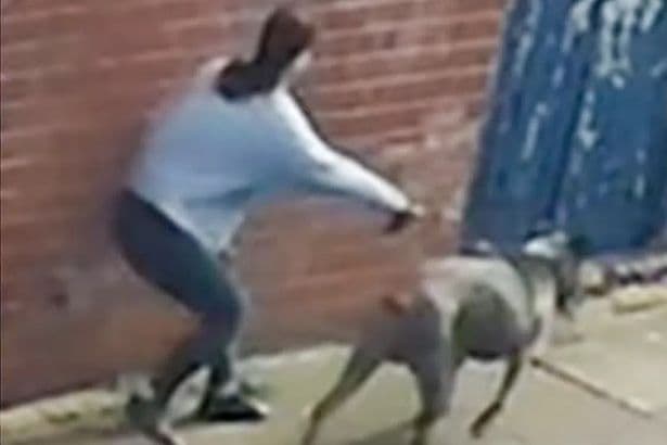 Two children, 6 and 11, rushed to hospital after being mauled by dog in playground