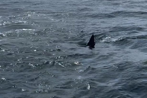 'Great white shark' measuring 13ft sparks fears at Portugal holiday hotspot