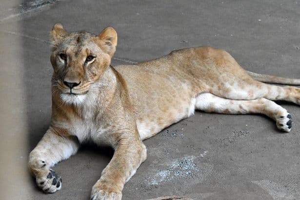 Suspected heatstroke kills three lions at Japan zoo, spokesperson says