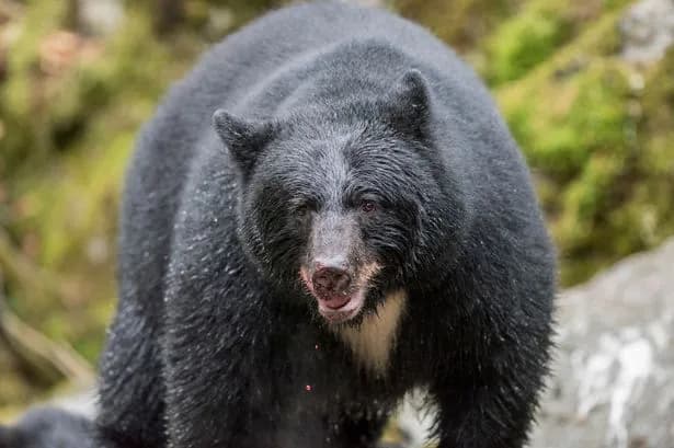 Husband raced to get help as wife mauled to death by huge bear