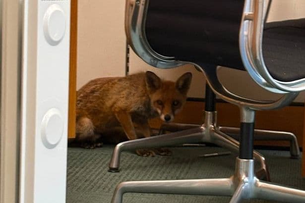 Fox found hiding in cupboard in MP's Westminster office before being escorted out