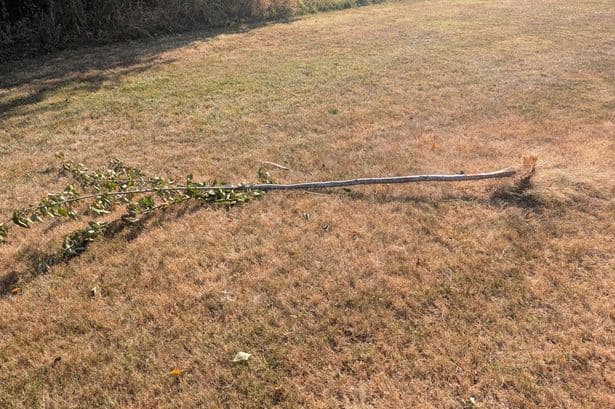 Cherry blossom trees snapped and ripped from the ground by vandals at Cardiff park