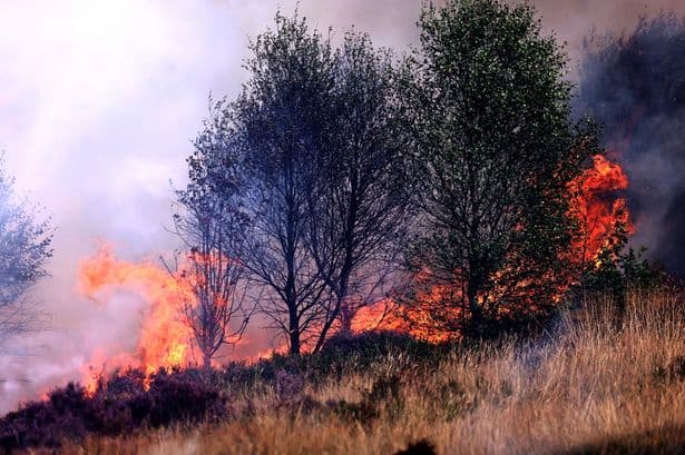 The sale of disposable barbecues is banned as wildfires continue to rage