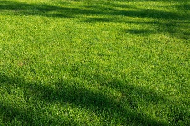Revitalise brown lawns in three easy steps after heatwave as rain returns to the UK