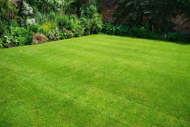 Bring brown lawns back to life with simple 'screwdriver test'