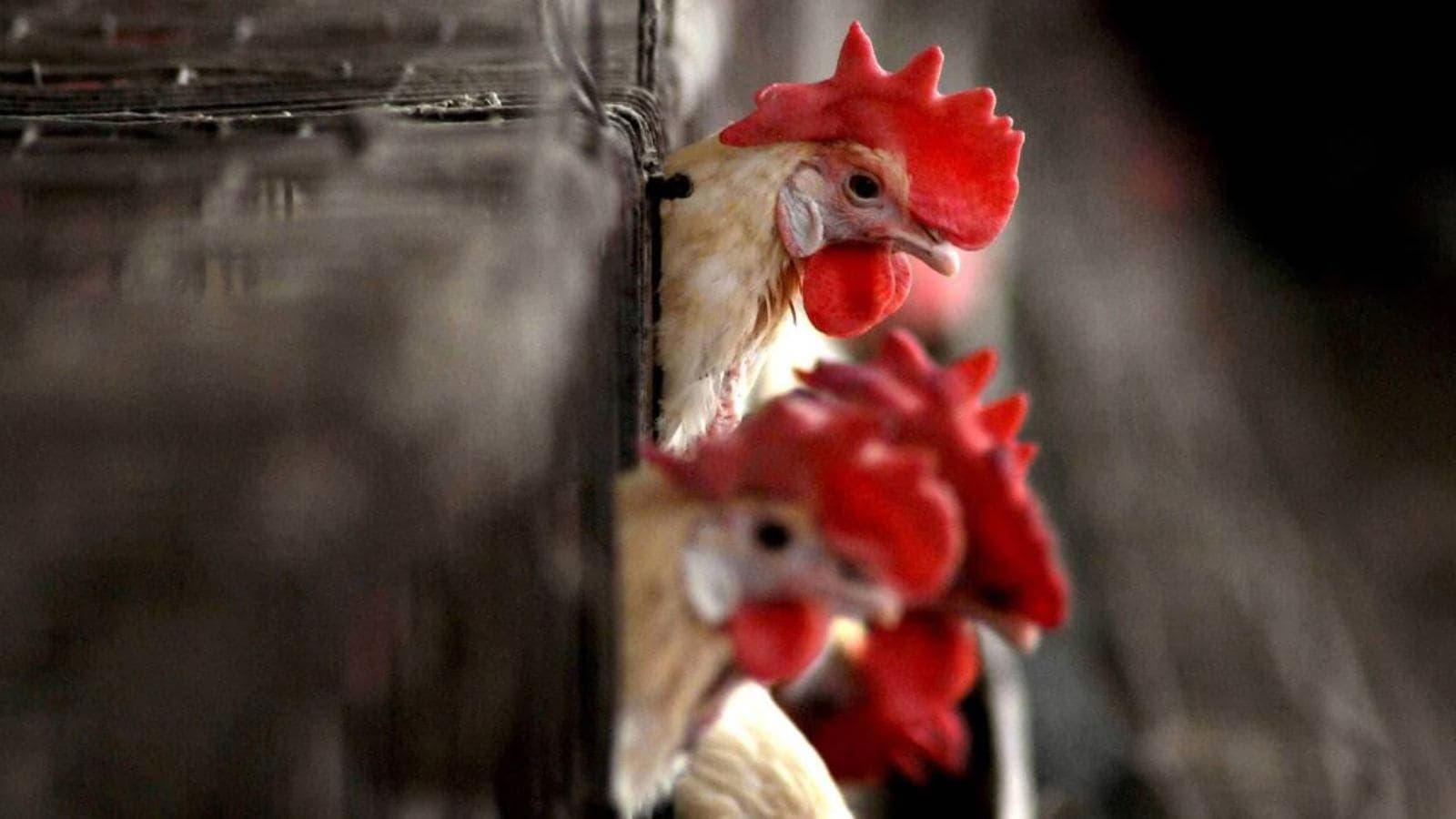 90 days after bird flu outbreak, Navapur poultry farmers still await ₹8 crore compensation