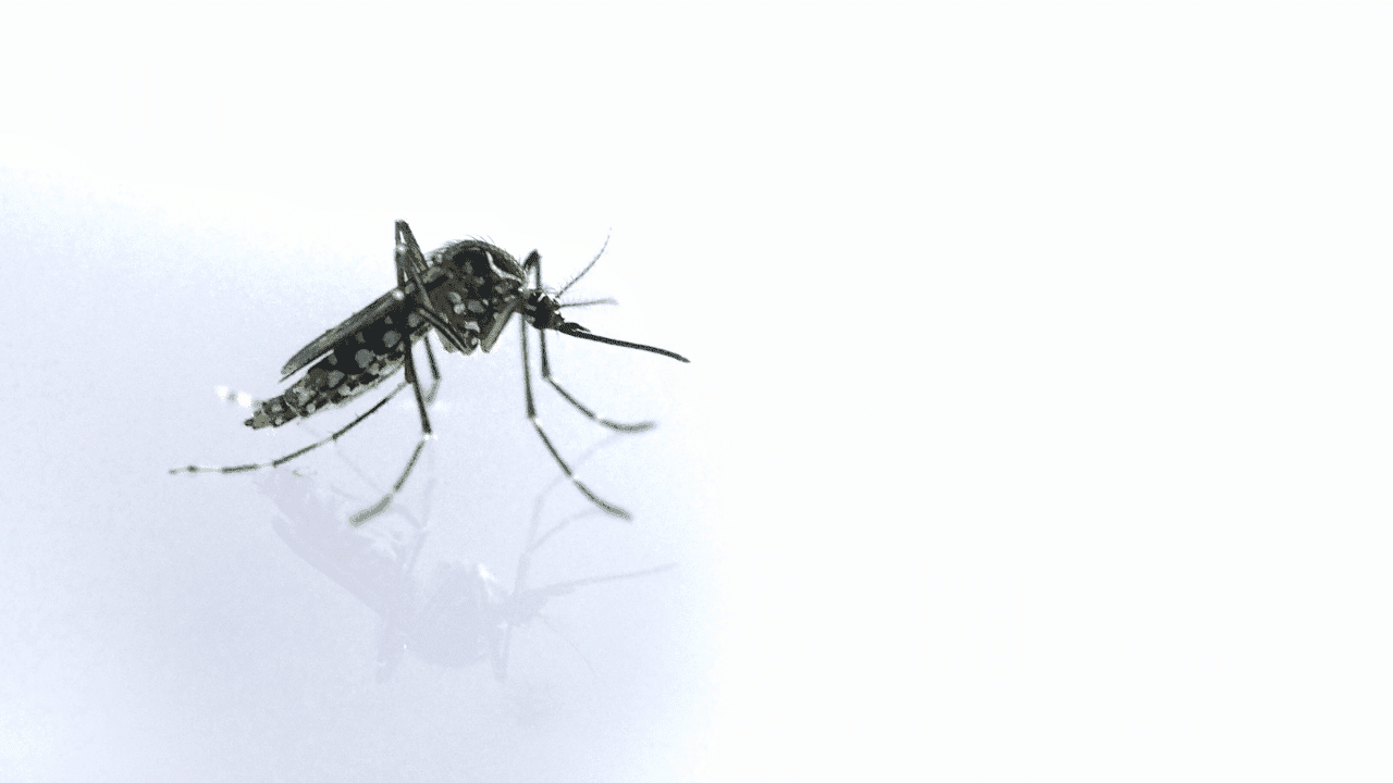 Quezon logs 2,276 dengue cases, 12 deaths from January to August