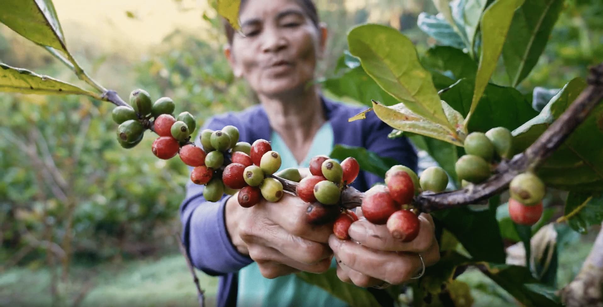 DENR: P38T in climate-smart forest investments to drive jobs, rural growth