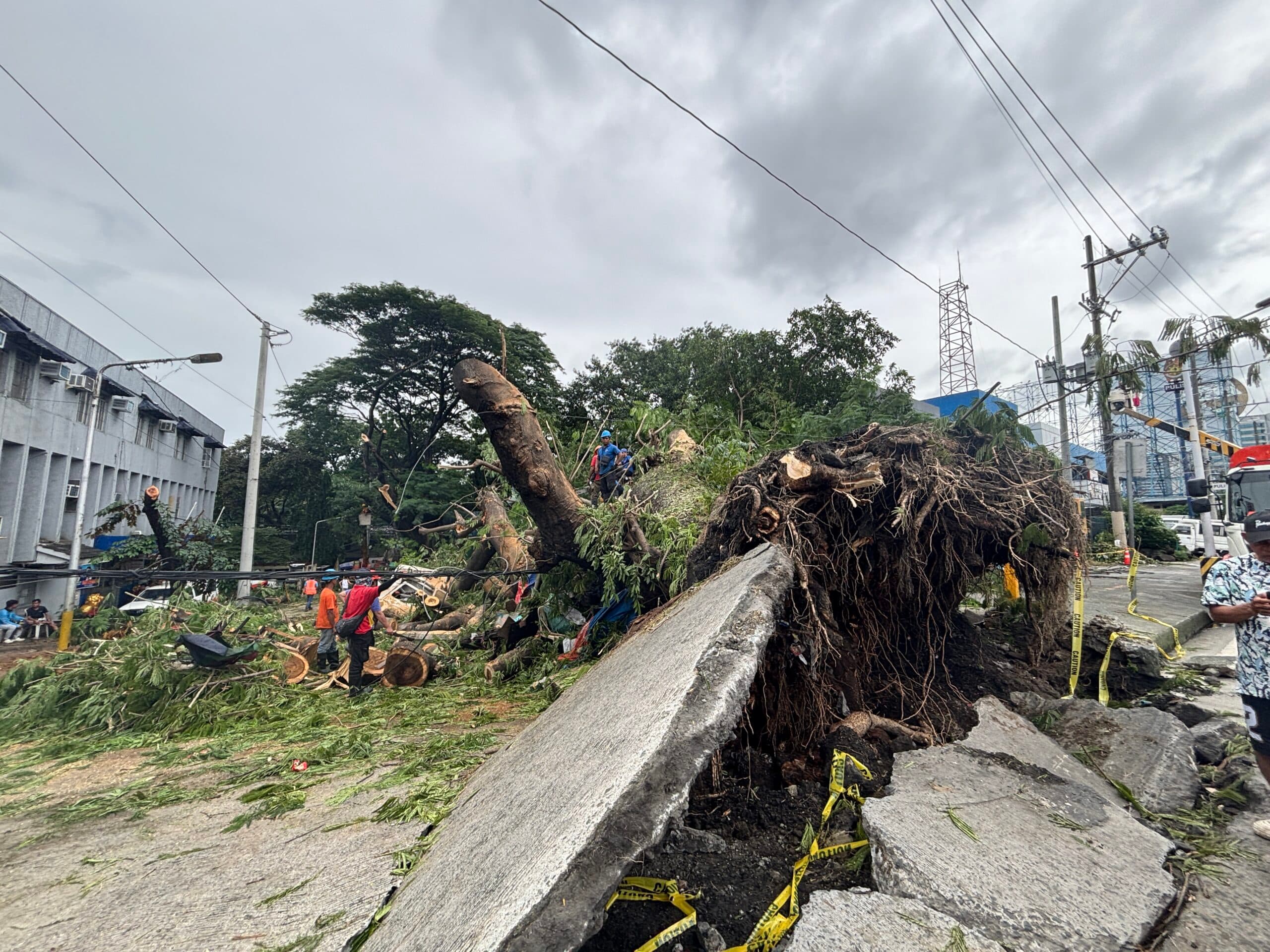 Acacia tree in EDSA Kamuning falls over due to strong winds, rain