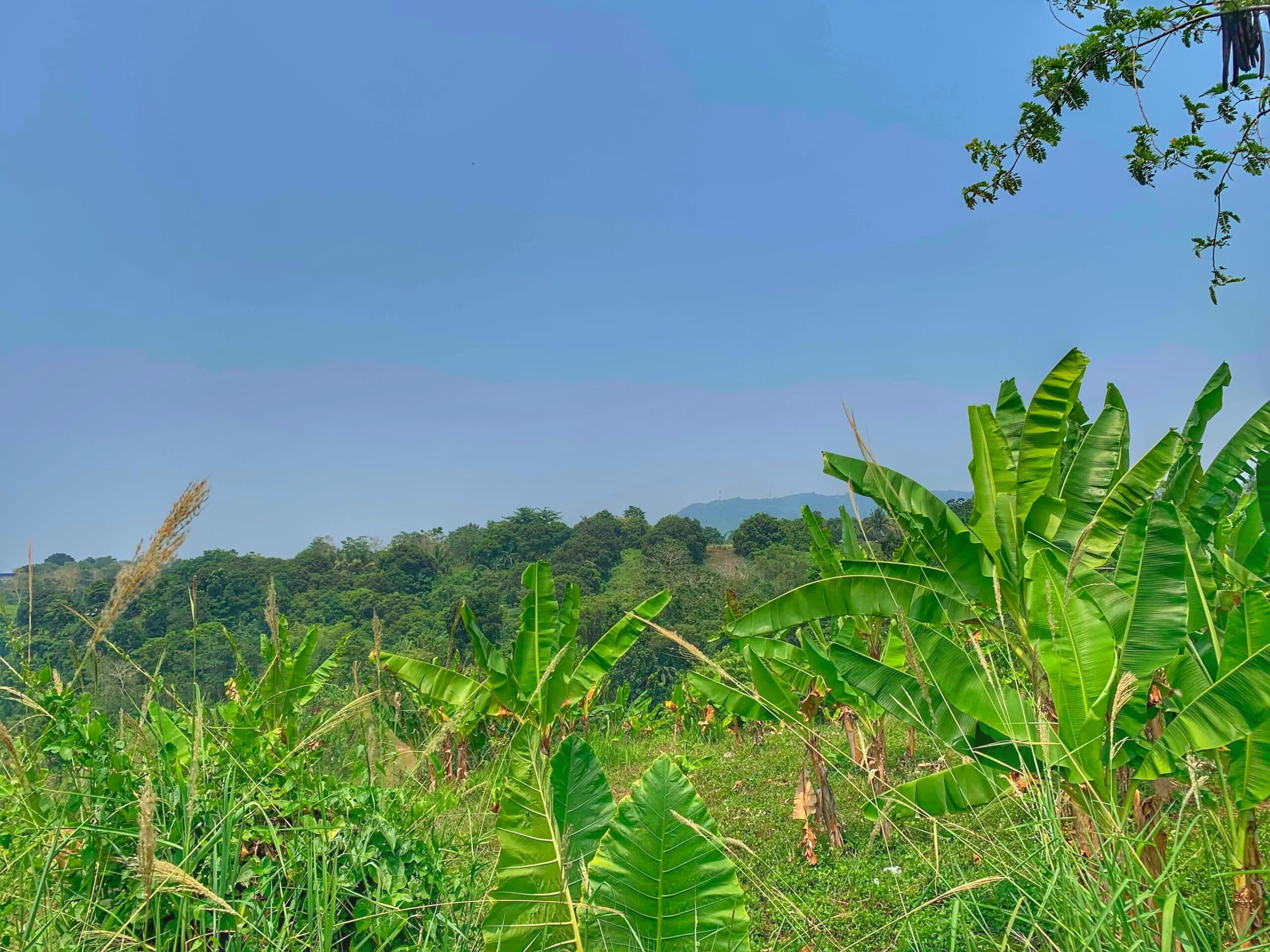Indonesian wildfire haze degrades Northern Mindanao air quality