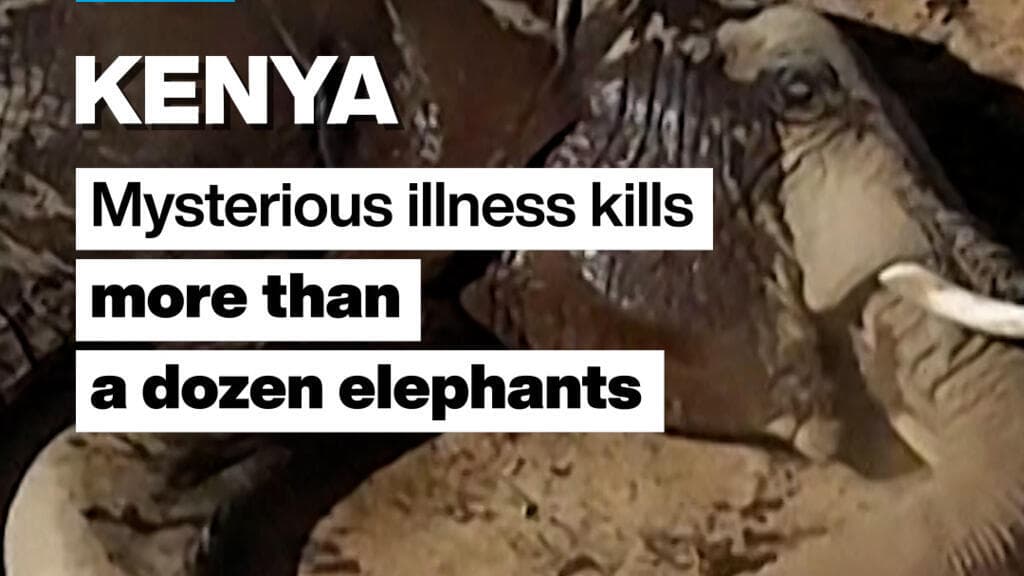 Mysterious elephant deaths in Kenya leave experts searching for answers