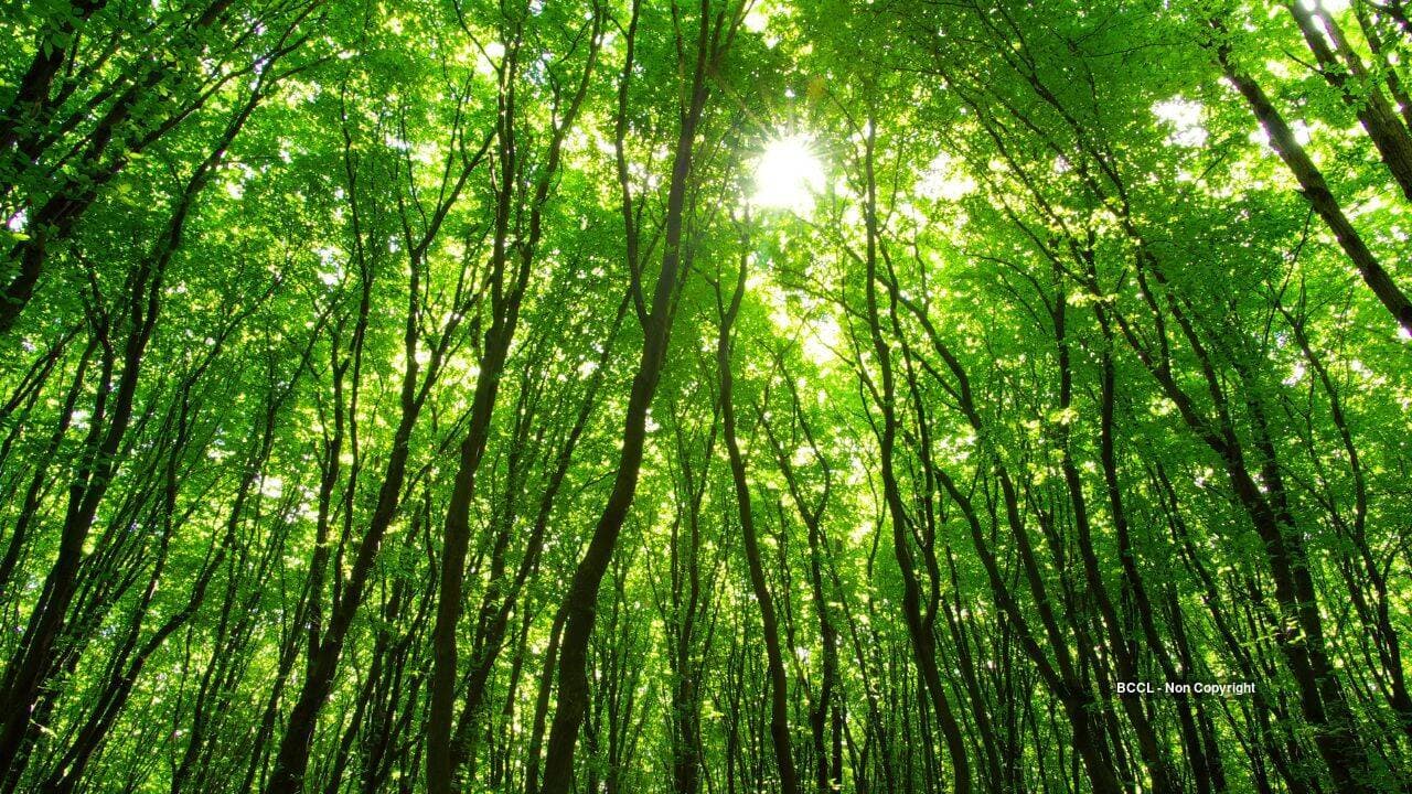 Non-native trees decline as tropical forest canopies return