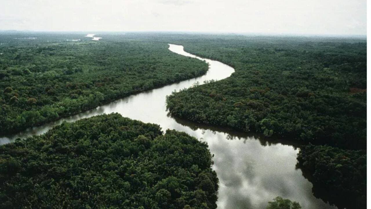 China’s native-tree islands restored only part of a damaged forest