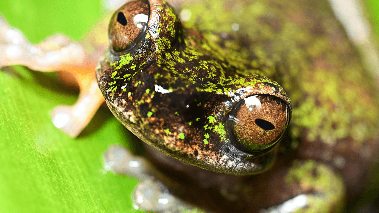 Meet Costa Rica's tiny coffee frog found living among coffee shrubs