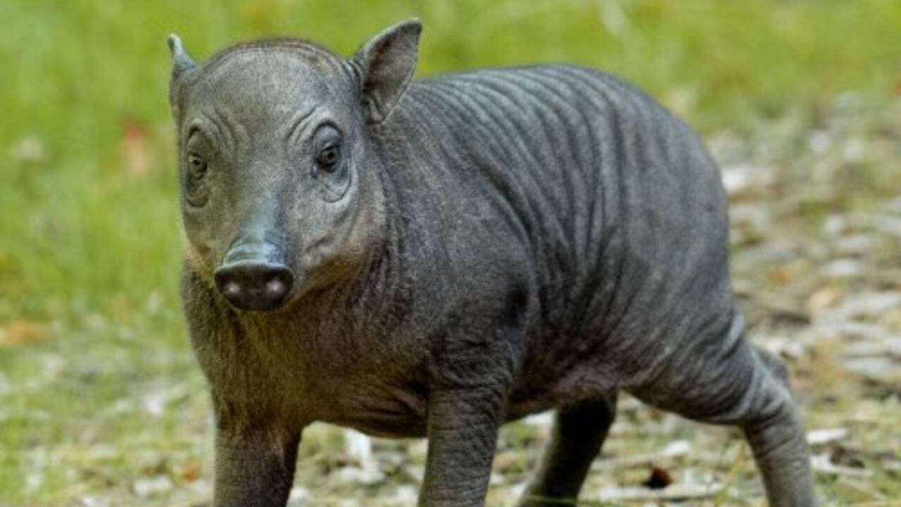 Meet Rana, the rare Chester Zoo piglet born about the size of a grapefruit